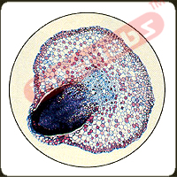 Lateral Root Origin, c.s.